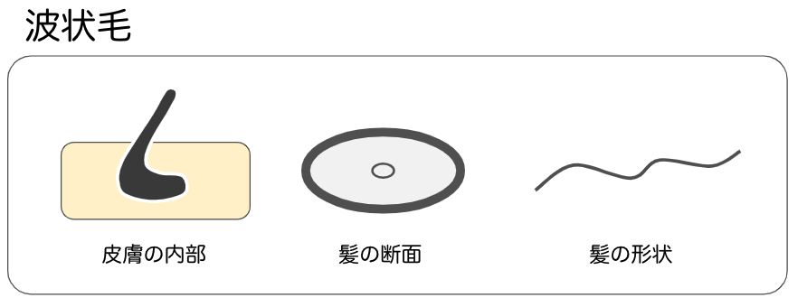 波状毛の図