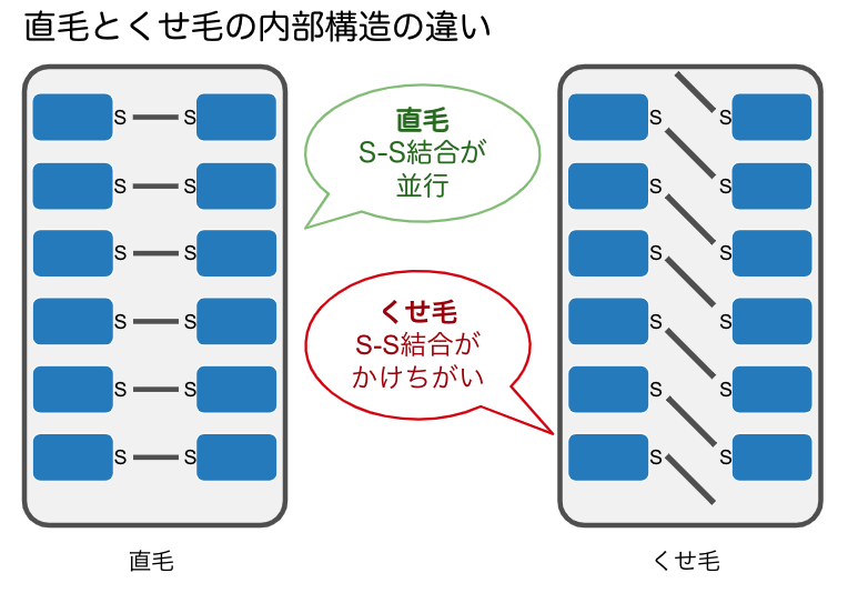 髪の内部構造のイラスト